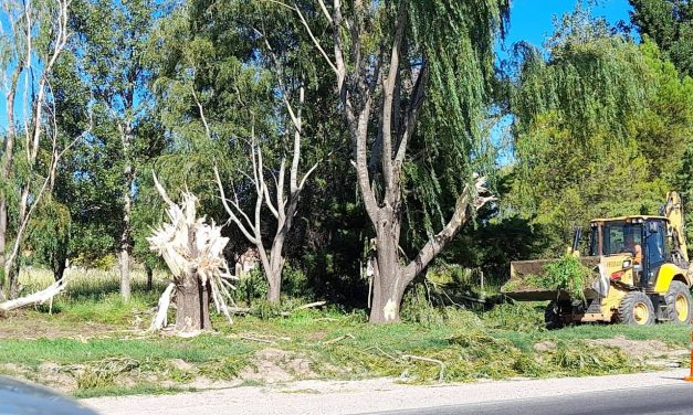 Crecen las críticas por la “masacre” de árboles en la Ruta 147