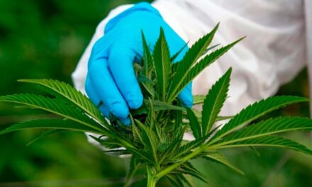 Qué dice el proyecto de ley de Cannabis
