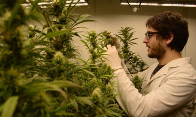 La nueva generación de investigadores apuesta al cannabis