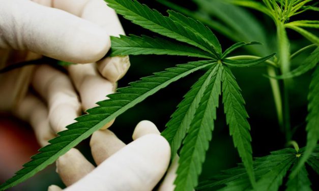 Pedido de informe sobre el accionar del gobierno sobre cannabis medicinal