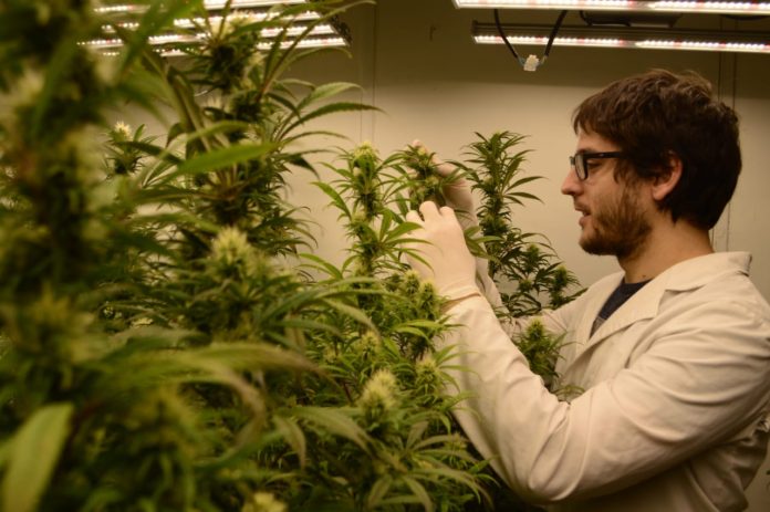 La nueva generación de investigadores apuesta al cannabis