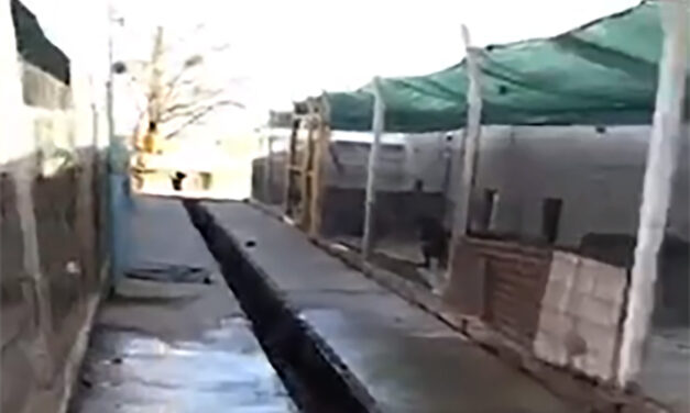 Graves denuncias contra Frontera por muertes y abandono de la Canera Municipal