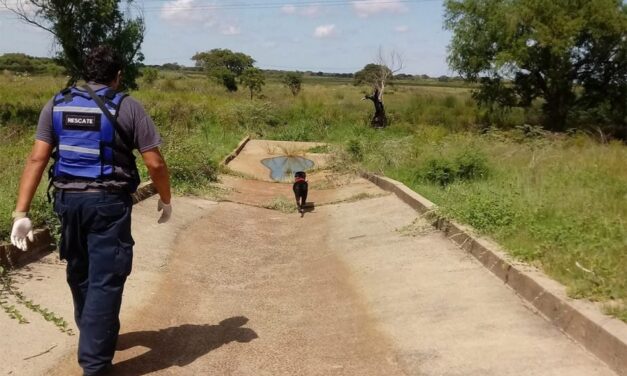 Alerta Guadalupe: Un perro en un día hizo más que la Justicia y el Gobierno en 2 meses