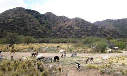 Aplicarán fuertes multas a los dueños de ganado que esté suelto en calles y rutas