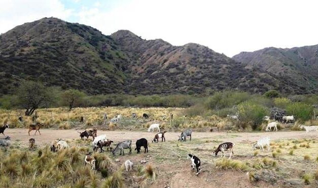 Aplicarán fuertes multas a los dueños de ganado que esté suelto en calles y rutas