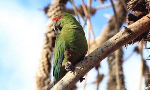 Fotografían por primera vez en la Argentina al loro choroy